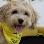 jajce-online_Do kada Dogs Trust ostaje u BiH i kakvo naslijeđe ostavlja?