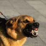 jajce-online_Snimci povrijeđenih pasa šokirali javnost, Vlada RS traži kazne za odgovorne