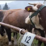 jajce-online_Stočari s Vlašića na smotri: “Prije smo kupovali kod Srba, sad oni nama dolaze” (VIDEO)