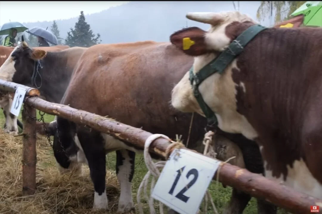 jajce-online_Stočari s Vlašića na smotri: “Prije smo kupovali kod Srba, sad oni nama dolaze” (VIDEO)