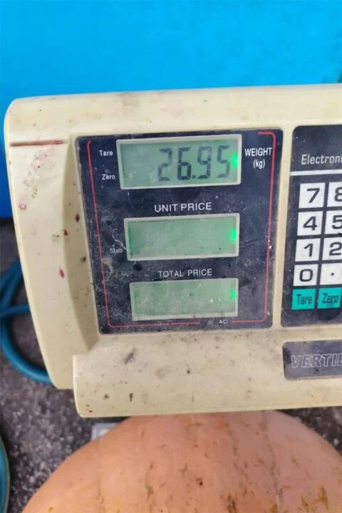 jajce-online_Šipovljanin uzgojio tikvu tešku 27 kilograma