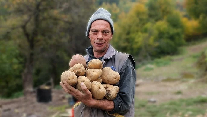 jajce-online_Dominko krumpire slaže u naramak – proizveo tri tone