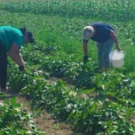 jajce-online_AICS projekt: Green and Healthy