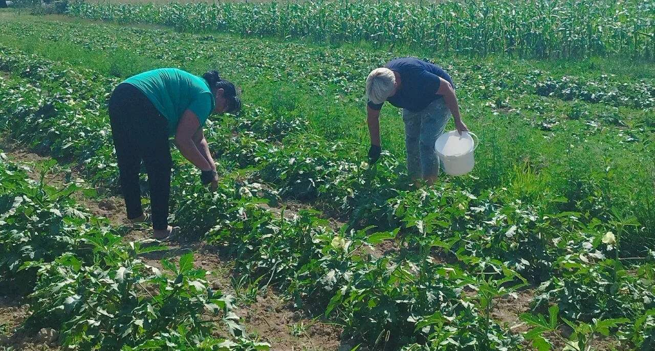 jajce-online_AICS projekt: Green and Healthy