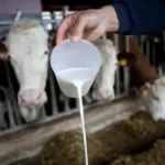 jajce-online_Uvozni talas guši domaće mlijeko: Lažni sirevi preplavili police, farmeri upozoravaju na prevaru