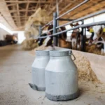 jajce-online_Dok se domaće mlijeko prosipa, vrijednost uvoza premašila 268 miliona KM