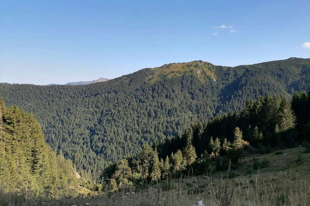 jajce-online_Grad Konjic prvi u BiH i regiji pošumljava uz pomoć drona