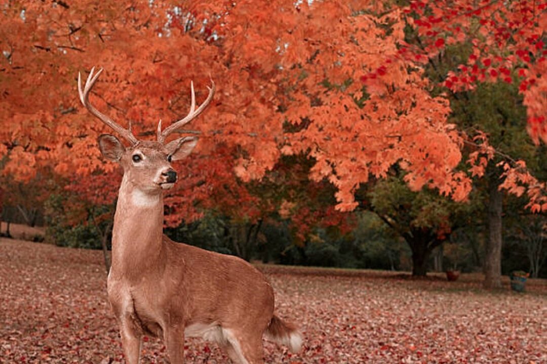 jajce-online_Jelen uhvaćen u pljačkanju