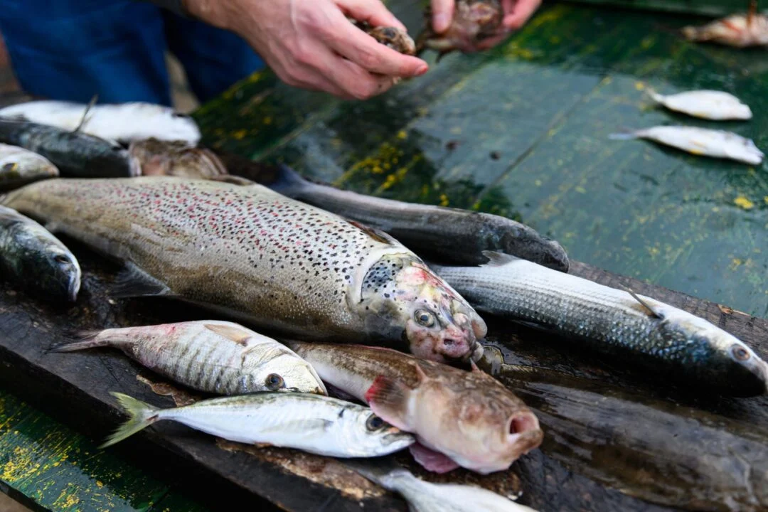 jajce-online_Kada će institucije konačno potvrditi uzrok masovnog pomora ribe u gornjem toku Neretve?